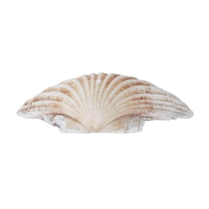 Decorative seashell, boho style, 1980s