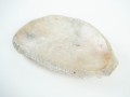 DSC02388.jpg