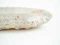 DSC02391.jpg